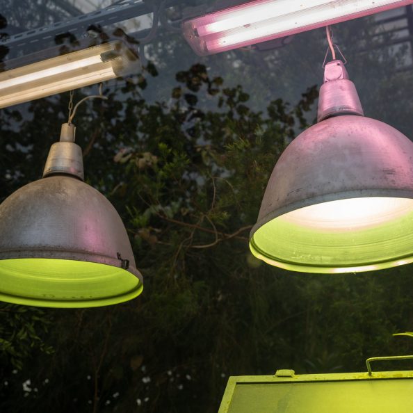 Old phyto lamps for plant growth in cold season in greenhouse. Artificial lighting of plants in short daylight conditions in glasshouse. Growing tropical houseplants in hothouse